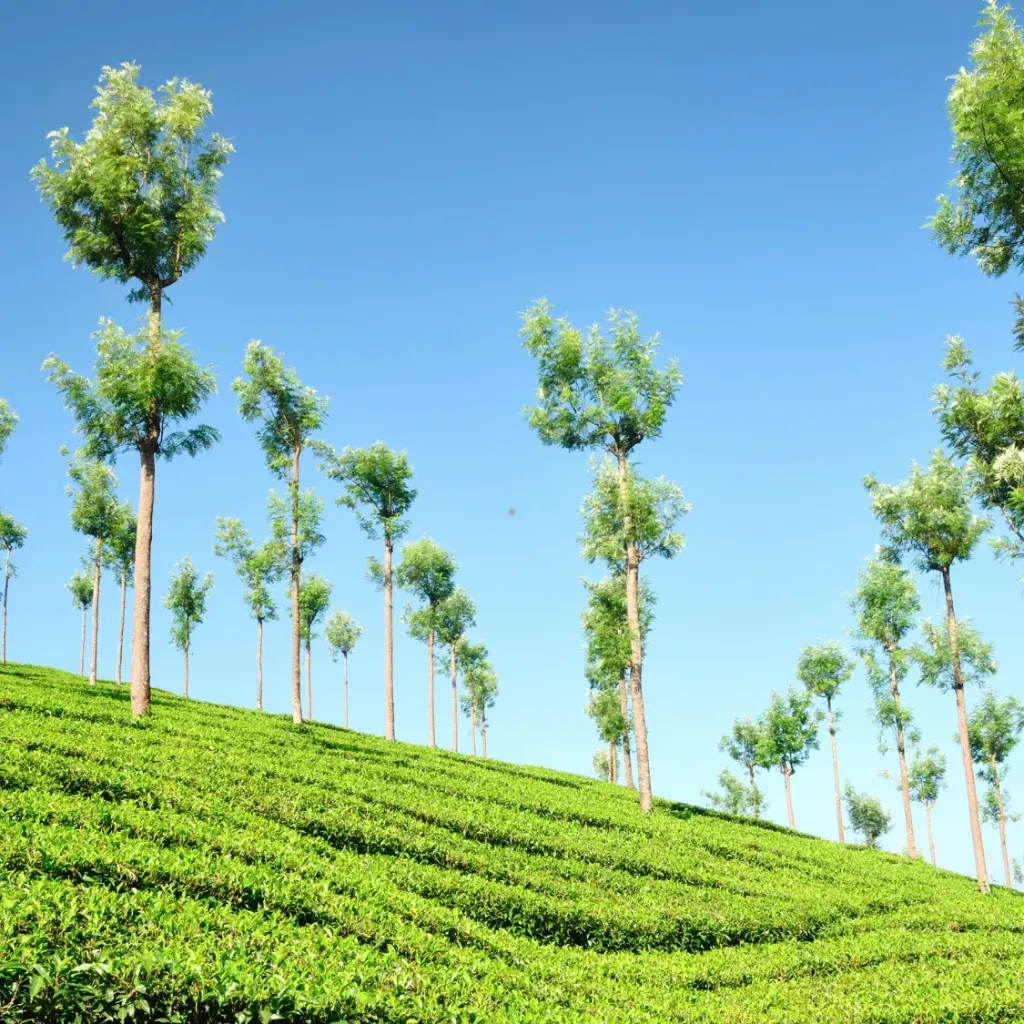 Kerala Short Getaway from Delhi 4D/3N