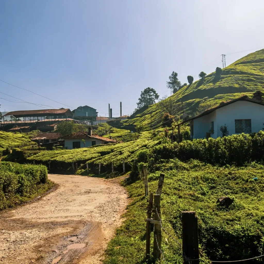 Munnar Tea Valley Escape from Cochin 5D/4N