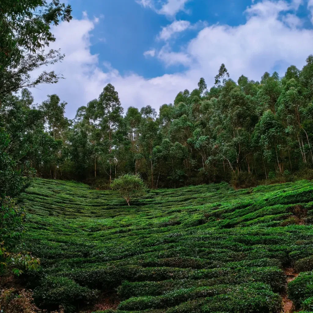 Kerala Scenic Delight from Hyderabad 4D/3N