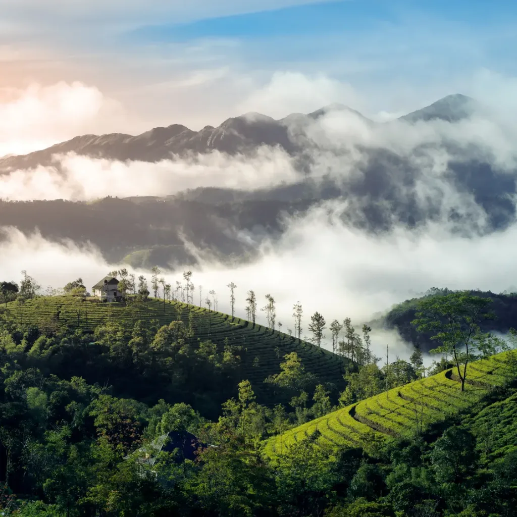 Munnar & Kumarakom Retreat from Hyderabad 5D/4N