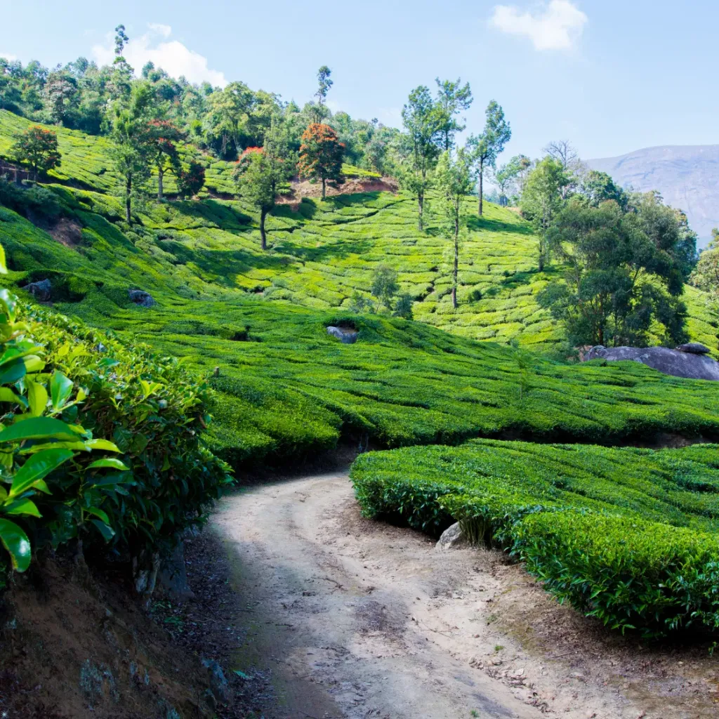 Kerala Coastal & Hill Escape from Hyderabad 6D/5N