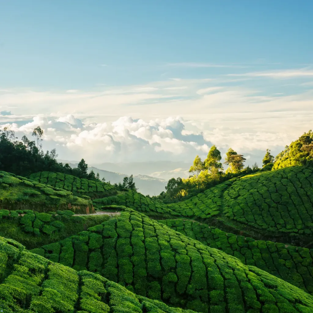 Kerala Spice & Backwater Tour from Patna 6D/5N